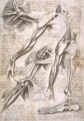 Anatomical studies