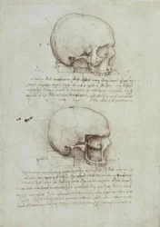 Anatomy Studies