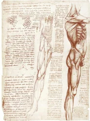 Anatomical Studies: The Musculature of the Torso and Legs