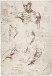 Anatomical studies: The superficial muscles of the neck and shoulder