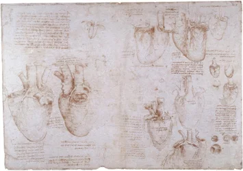 Anatomy Studies: Surface Veins...