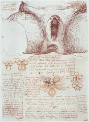 Anatomical studies: Vulva of a multiparous woman after childbirth