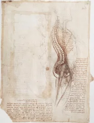 Anatomy Studies: Spine