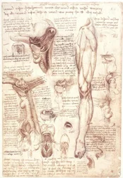 Anatomy Studies: Tongue, Throat, Larynx, and Esophagus