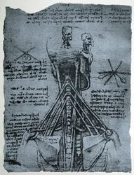 Bone Structure of the Human Neck and Shoulder