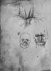 Drawing Showing the Position of the Blood Vessels in the Neck and Face