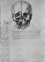 Drawing of Two Halves of a Skull