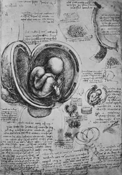 Drawings of an Embryo in the Uterus, c1480