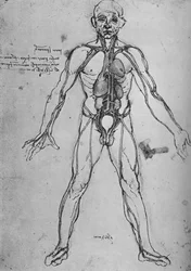 Man Drawn as an Anatomical Figure to Show the Heart, Lungs and Main Arteries