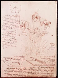 Notes and sketches of botany and geometry: narcissus. Drawing on double page of manuscript by Leonardo da Vinci (1452-1519)