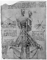Rear view of a skeleton showing the sinews of the neck