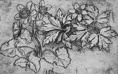 Sketch of a Plant