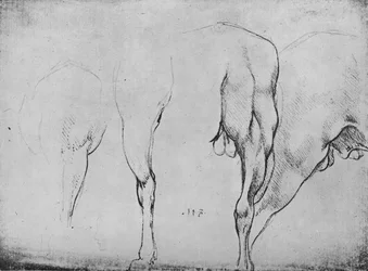 Studies of Horses Legs