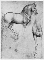 Studies of Horses