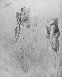 Studies of a Nude Man Seen from the Back and from the Side, c1480