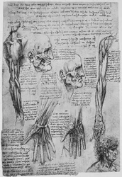 Studies of the Muscles of the Face and Arm