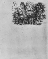 Study of a Coppice