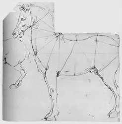 Study of a Horse Marked Out for Measurement