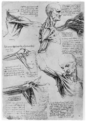 Study of shoulder joints