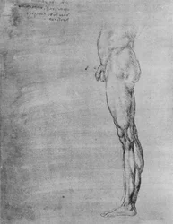 Study of the Body and Leg of a Man