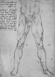 Study of the Lower Half of a Nude Man Facing to the Front, c1480