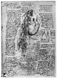 Study of the heart and the bronchial arteries, late 15th or early 16th century