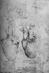 Two Drawings of the Heart, c. 1480 1945