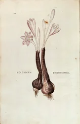 Autumn Crocus (Colchicum autumnale)