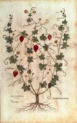 Balsam Apple (Momordica balsamina) from Notable Commentaries on the History of Plants