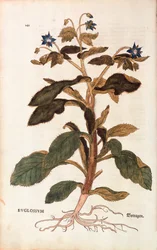 Borage - Borago officinalis (Buglossum) by Leonhart Fuchs from De historia stirpium commentarii insignes (Notable Commentaries on the History of Plants)