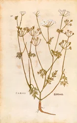 Caraway - Carum carvi (Caros) by Leonhart Fuchs from De historia stirpium commentarii insignes (Notable Commentaries on the History of Plants)