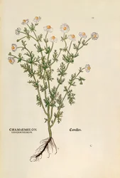 Chamomile - Matricaria chamomilla (Chamaemelum leucanthemum) from De historia stirpium commentarii insignes (Notable Commentaries on the History of Plants), coloured engraving
