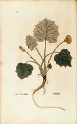 Coltsfoot (Tussilago farfara)