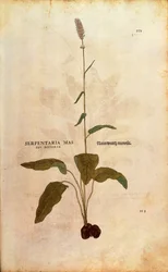 Common Bistort - Persicaria bistorta