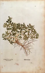 Common Purslane or Pigweed - Portulaca oleracea (Portulaca sylvestris) from De historia stirpium commentarii insignes (Notable Commentaries on the History of Plants), coloured engraving