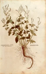 Common Vervain or Verbena (Verbena officinalis) from Notable Commentaries on the History of Plants