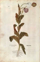 Corn or Field Poppy