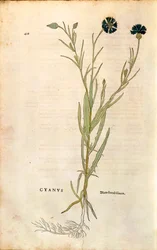 Cornflower by Leonhart Fuchs from 