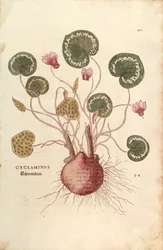 Cyclamen (Cyclaminus)