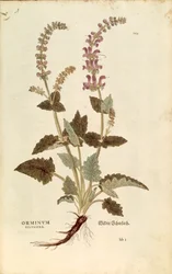 Dragonmouth (Horminum or Orminum sylvestre), Coloured Engraving