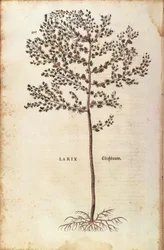 European larch (Larix decidua) from De historia stirpium commentarii insignes (Notable Commentaries on the History of Plants) coloured engraving