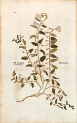 Field Bindweed (Convolvulus arvensis) from Notable Commentaries on the History of Plants