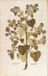 Greater Burdock (Arctium lappa)