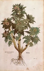 Henbane - Hyoscyamus niger (Hyoscyamus flavus) by Leonhart Fuchs from De historia stirpium commentarii insignes (Notable Commentaries on the History of Plants)