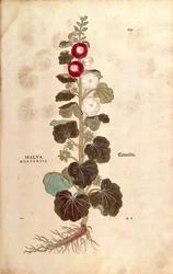 Hollyhock - Malvaceae - Alcea (Malva hortensis) by Leonhart Fuchs from De historia stirpium commentarii insignes (Notable Commentaries on the History of Plants)