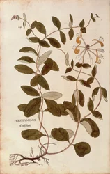 Honeysuckle (Lonicera periclymenum) from Notable Commentaries on the History of Plants