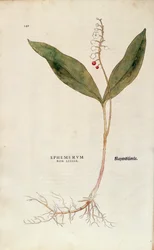 Lily of the Valley - Convallaria majalis (Ephemerum non letale) from De historia stirpium commentarii insignes (Notable Commentaries on the History of Plants), coloured engraving