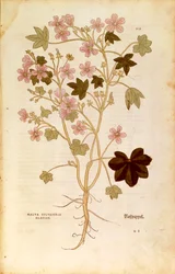 Mallow (Malva sylvestris elatior), Coloured Engraving