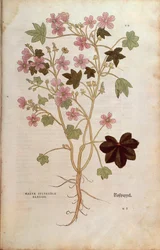 Mallow (Malva sylvestris elatior) by Leonhart Fuchs from De historia stirpium commentarii insignes (Notable Commentaries on the History of Plants)