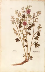 Marshmallow - Althaea from De historia stirpium commentarii insignes (Notable Commentaries on the History of Plants) coloured engraving